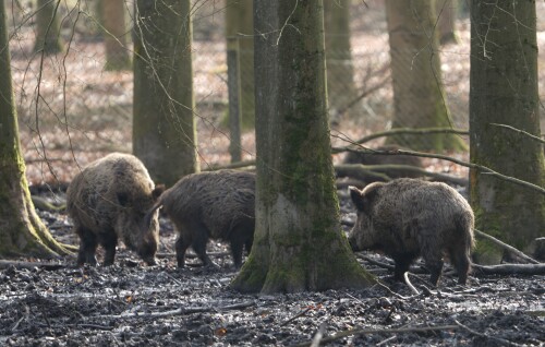 Eine Rotte Wildschweine tummelt sich im Schlamm des Dellbrücker Wildtiergeheges.
Sony Alphas 7/II