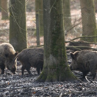 Wildschweinrotte