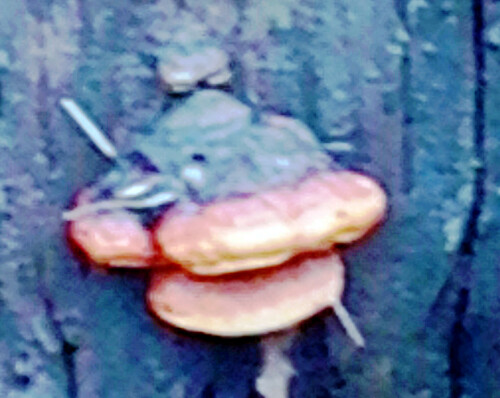 Rotrandiger-BaumschwammFichtenporlingFormitopsis-pinicolaSW.--Fr.-P.-Karst..jpeg