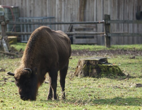 Leider nur im Wildtiergehege in Dellbrück. Immerhin konnte das Wisent dank solcher Wildtiergehege im 20. Jahrhundert erfolgreich wieder ausgewildert werden, z.B. im Nationalpark Bialystok an der Grenze zwischen Polen und Belarus.