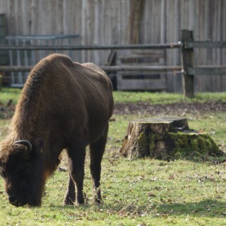 Wisent-2