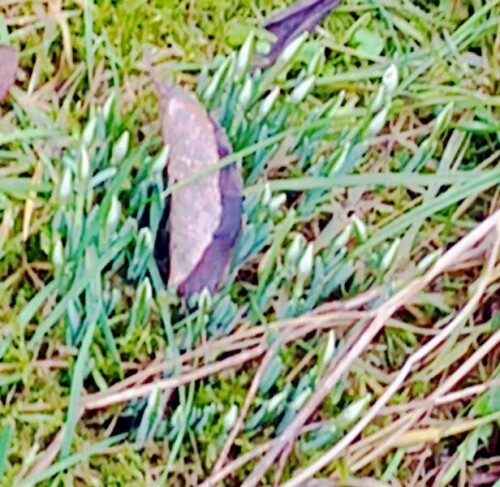 K800_Kleines-SchneeglockchenGalanthus-nivalisL..jpeg