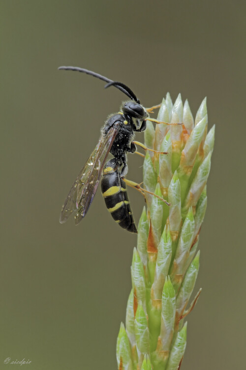 Grabwespe_Argogorytes-fargeii_20200514_0004_B_Web.jpeg