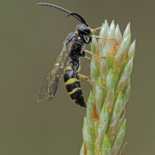 Grabwespe_Argogorytes-fargeii_20200514_0004_B_Web