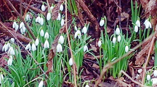 K800_Kleines-SchneeglockchenGalanthus-nivalisL.-knospend-in-etwas-geschutzter-Lage-im-Garten-Februar-2026.jpeg