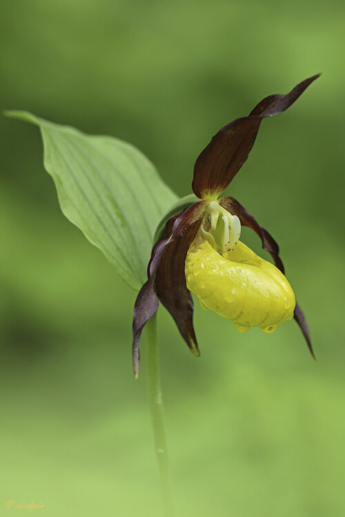 Gelber-Frauenschuh_Cypripedium-calceolus--00642.jpeg
