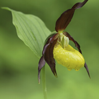 Gelber-Frauenschuh_Cypripedium-calceolus--00642