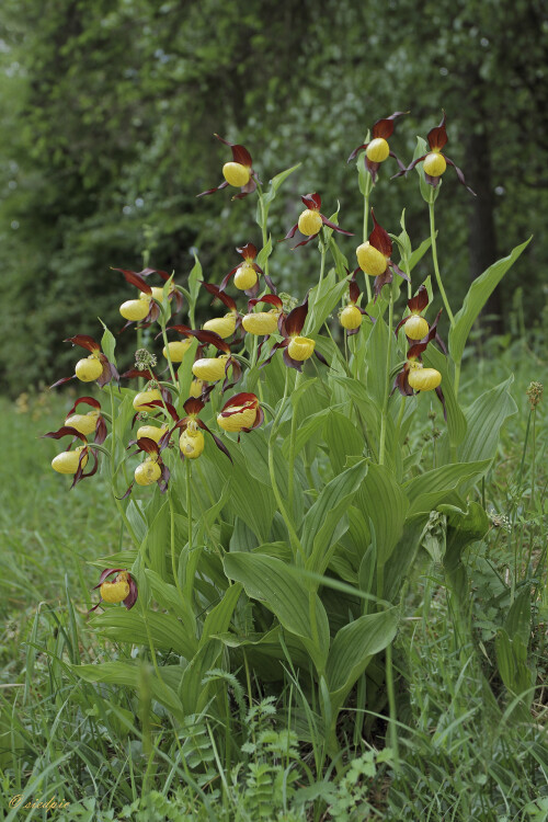 Gelber-Frauenschuh_Cypripedium-calceolus--00643.jpeg