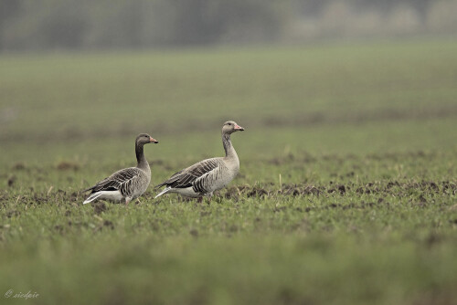Graugans_Anser-anser--00641.jpeg