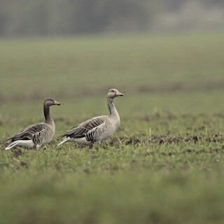 Graugans_Anser-anser--00641