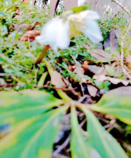 K800_SchneeroseHelleborus-nigerL..jpeg