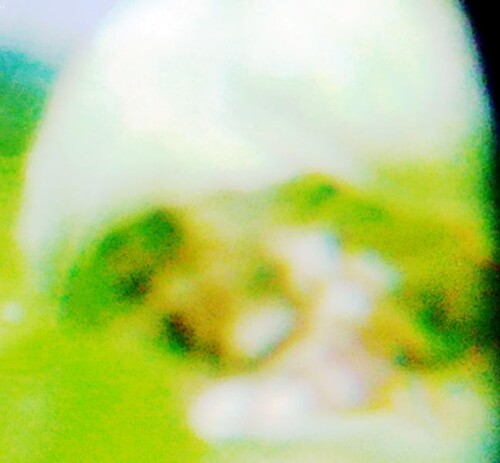 K800_Blute-einer-Stinkenden-NieswurzHeelleborus-foetidaL.-1.jpeg
