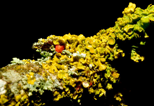 2026-02-14-Gemeine-Gelbflechte-mit-rotem-Pilz-3.jpeg