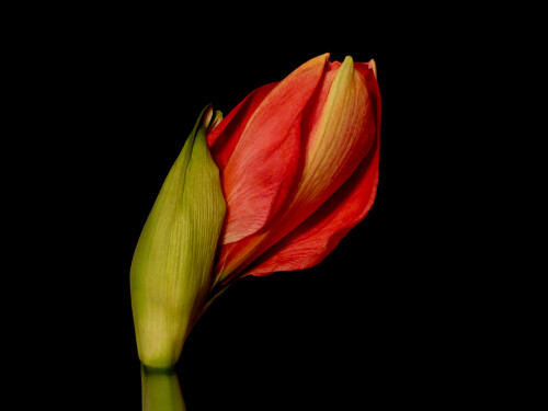 2026-02-27-Amaryllis-1.jpeg