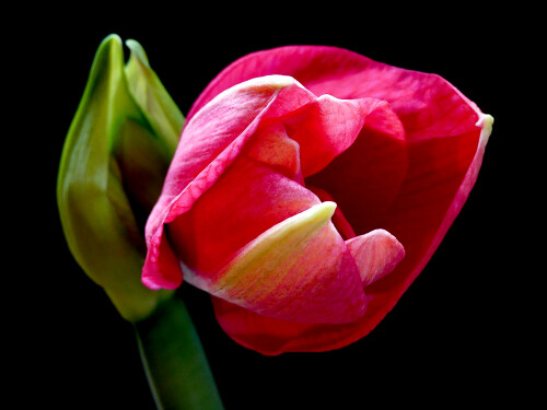 2026-02-27-Amaryllis-6.jpeg