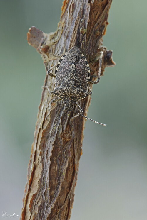 Marmorierte-Baumwanze_Halyomorpha-halys_20260224_0003_B_Web.jpeg