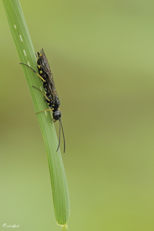 Halmwespe_Cephus-spinipes_20230516_0001_B_Web.jpeg