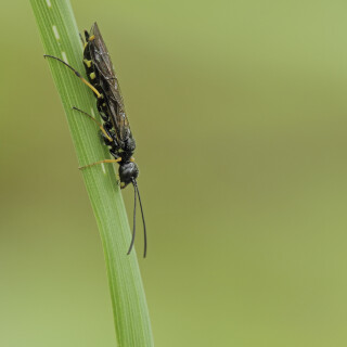 Halmwespe_Cephus-spinipes_20230516_0001_B_Web