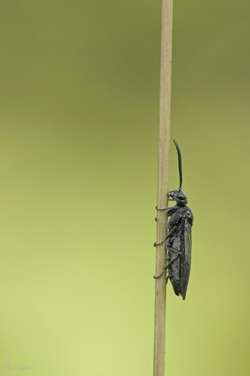 Schwarze-Getreideblattwespe_Dolerus-nitens_20230505_0006_B_Web.jpeg