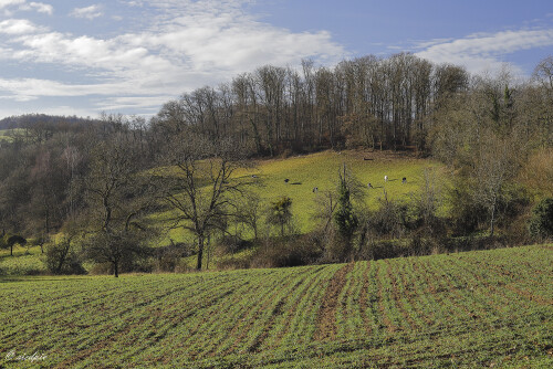 Landschaft-bei-Fraenkisch-Crumbach_20260116_0004_B_Web.jpeg