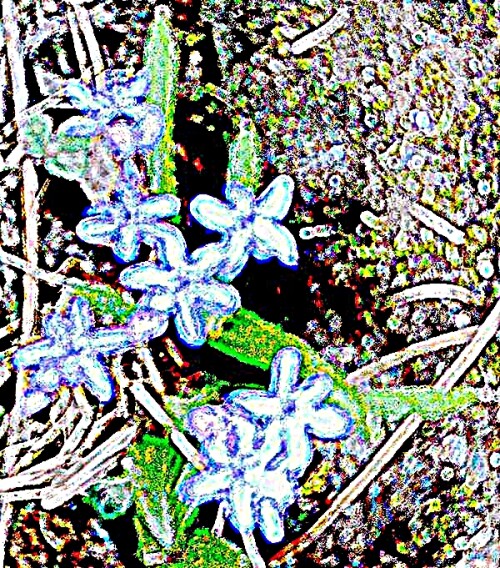 K800_Zweiblattriger-BlausternScilla-bifoliaL..jpeg