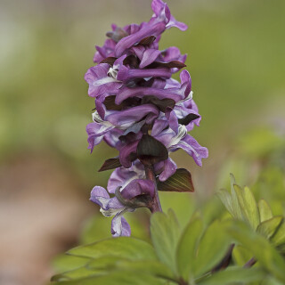 Hohler-Lerchensporn_Corydalis-cava_20260309_0002_B_Web