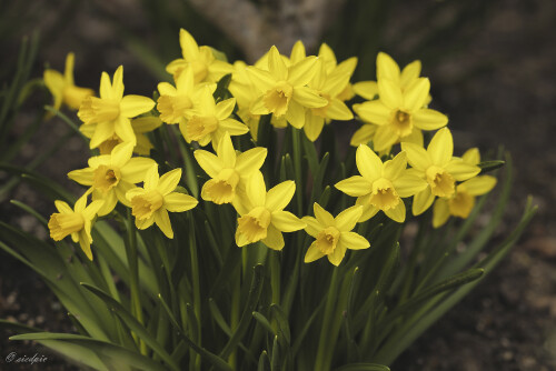 Narzisse_Narcissus_20260304_0001_B_Web.jpeg