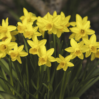 Narzisse_Narcissus_20260304_0001_B_Web