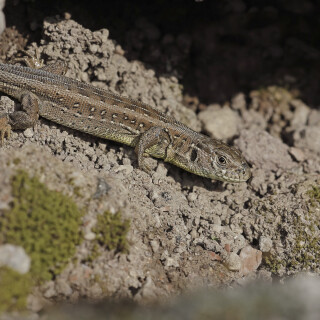 Zauneidechse_Lacerta-agilis_20260309_0001_B1_Web