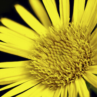 Schwertblaettriger-Alant_Inula-ensifolia_20240812_0004-20_B_Web