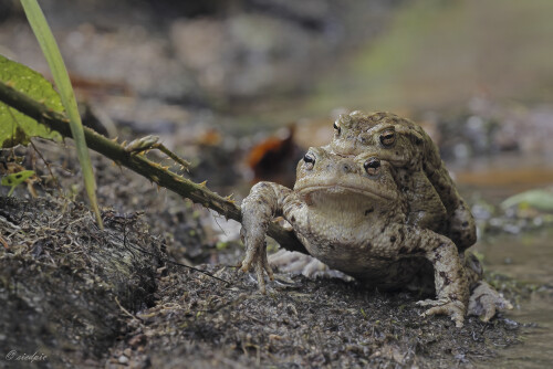 Erdkroete_Bufo-bufo_20260311_0003_B_Web.jpeg