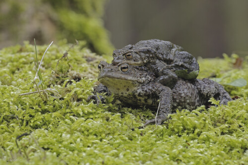Erdkroete_Bufo-bufo_20260311_0056_B_Web.jpeg