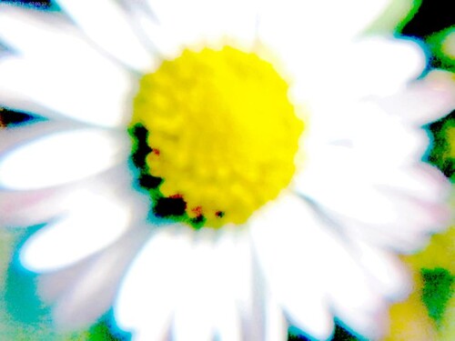 K800_Gewohnliches-GanseblumchenBellis-perennisL.-3.jpeg