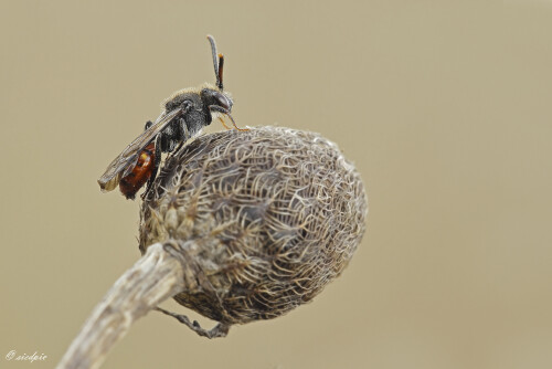 Rotschwarze-Wespenbiene_Nomada-fabriciana_20260319_0008_B_Web.jpeg