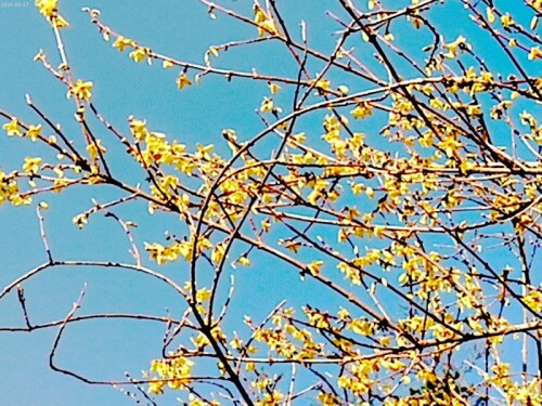 K800_Bluhbeginn-von-Forsythien-2.jpeg