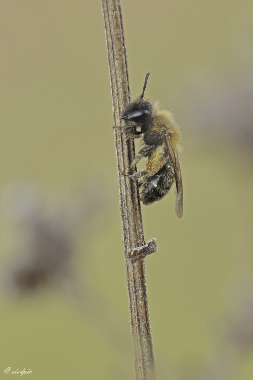 Zweifarbige-Sandbiene_Andrena-bicolor_20260323_0001_B_Web.jpeg