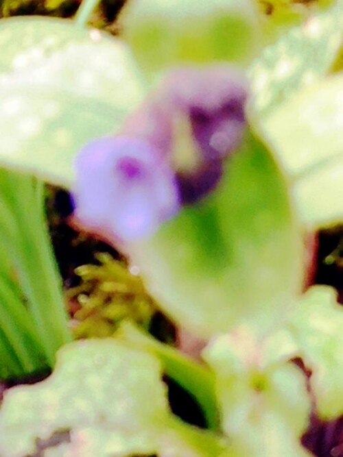 K800_Geflecktes-LungenkrautPulmonaria-officinalisL.-2.jpeg