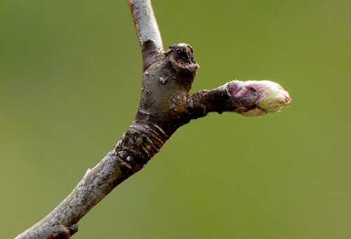 2026-03-21-Apfelbaum-Knospe-2.jpeg