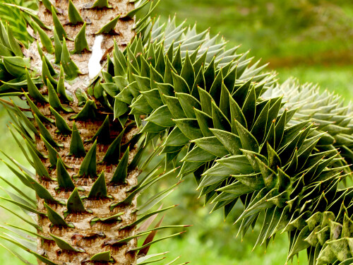 2026-03-25-Botanischer-Garten-Munchen-Chilenische-Araukarie-1.jpeg