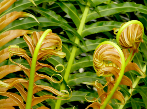 2026-03-25-Botanischer-Garten-Munchen-Farnrollen-1.jpeg