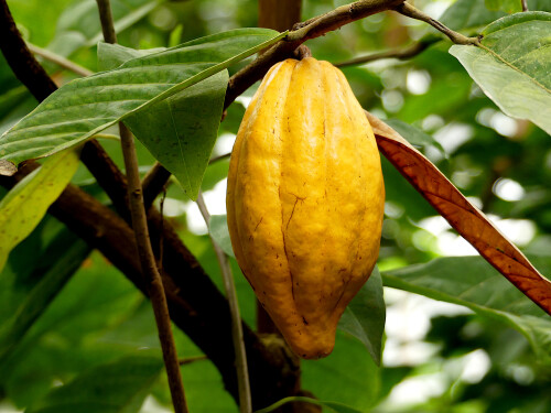 2026-03-25-Botanischer-Garten-Munchen-Kakao-1.jpeg