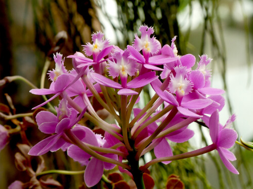 2026-03-25-Botanischer-Garten-Munchen-Orchidee-10.jpeg