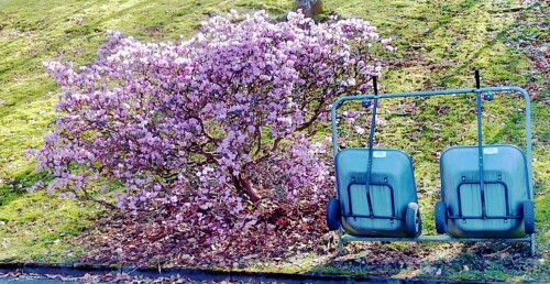 K800_Pontischer-RhododendronRhododendron-ponticumL.-im-Friedhof-Eiershausen-Marz-2026.jpeg