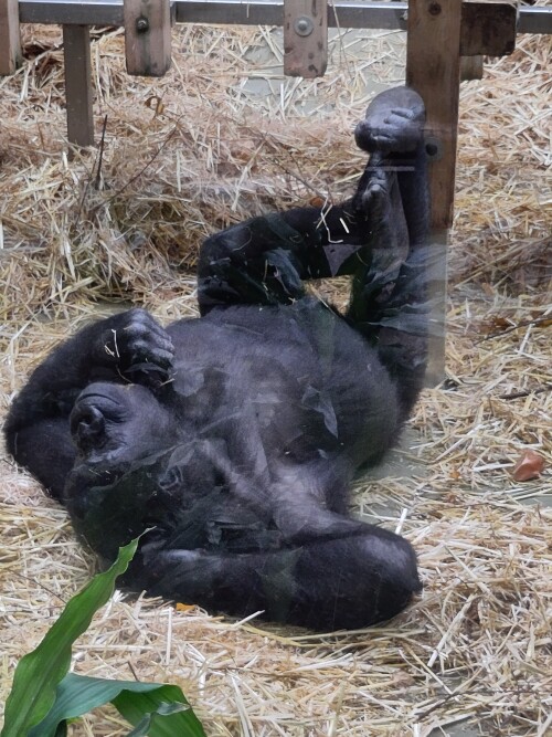 Der Gorilla im Kölner Zoo entspannt sich in einer sehr menschenähnlichen Haltung.