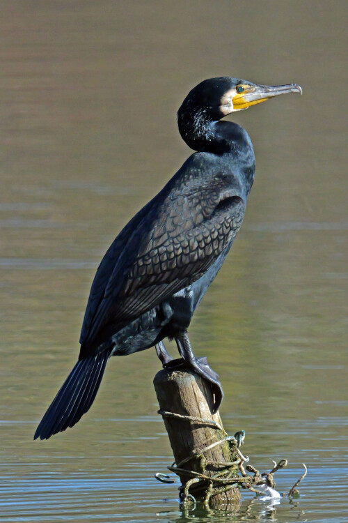 2.5-kormoran-sinensis.jpeg