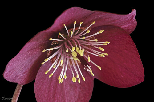 Orientalische-Nieswurz_Helleborus-orientalis_20260308_0003_B_Web.jpeg