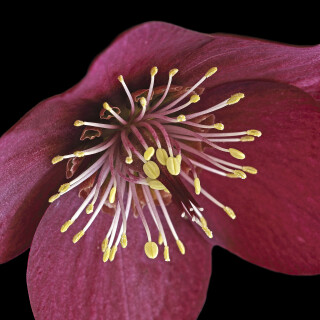 Orientalische-Nieswurz_Helleborus-orientalis_20260308_0003_B_Web