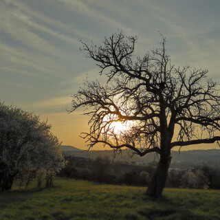 Apfelbaum_Malus_20260323_0003_B_HDR_Web