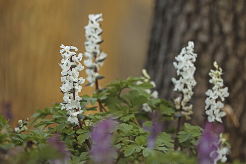Hohler-Lerchensporn_Corydalis-cava_20260309_0016_B_Web.jpeg
