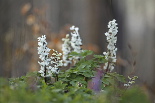 Hohler-Lerchensporn_Corydalis-cava_20260309_0025_B_Web.jpeg